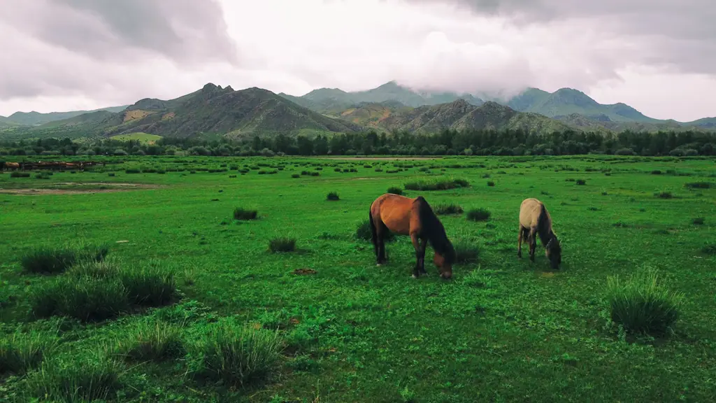Horses grazing on a green pasture