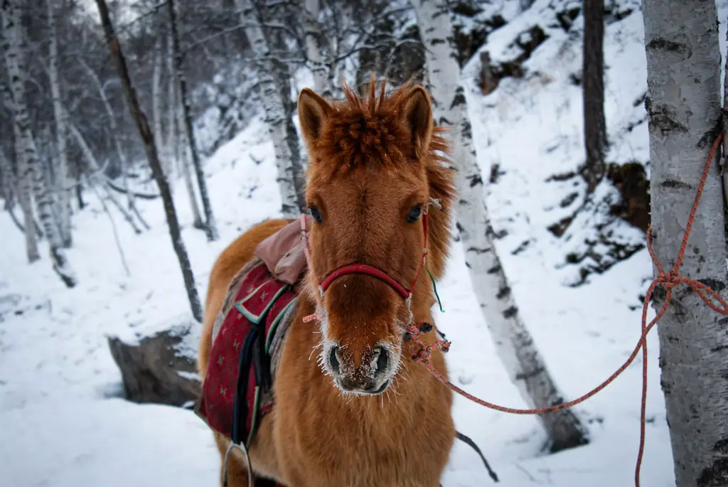 A saddled horse in a snowy birch forest